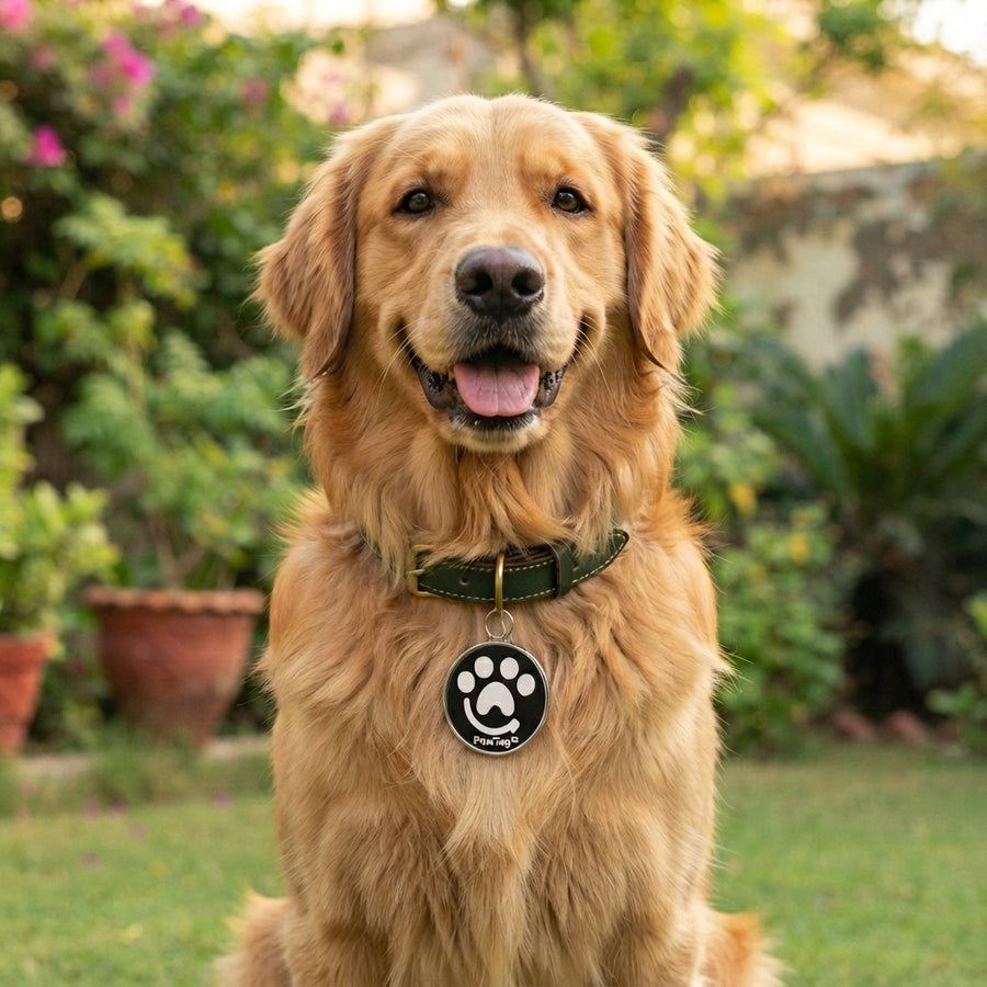 Attach PawTag to the Collar