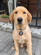pawtag-lost-find-pet