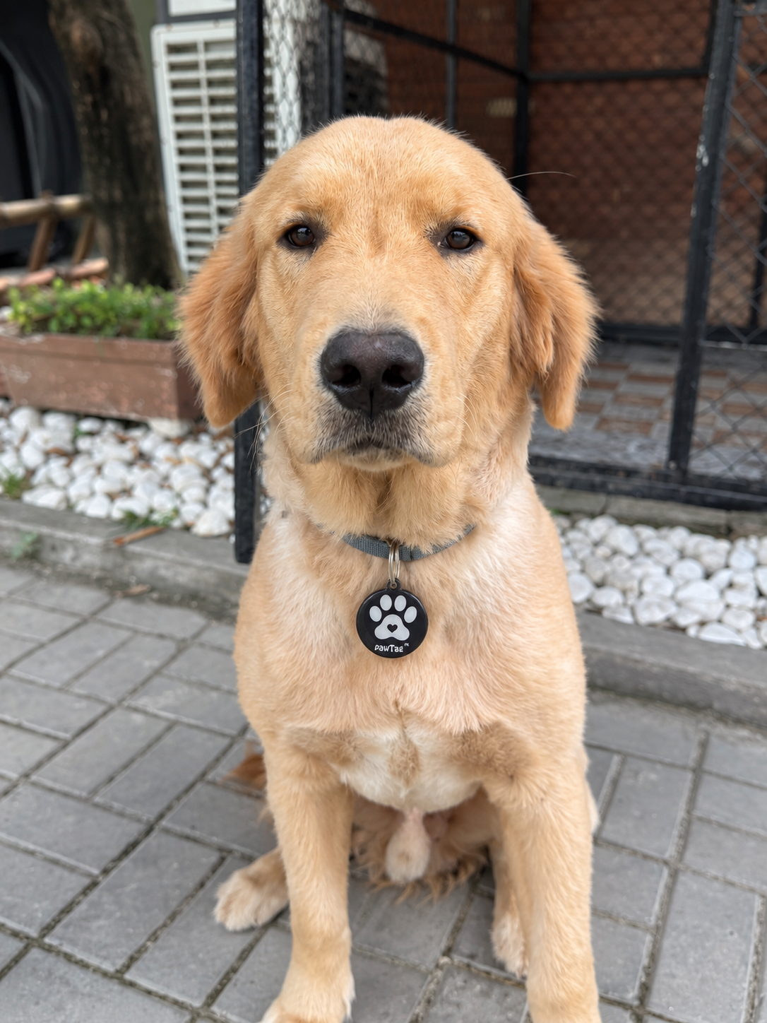 pawtag-lost-find-pet